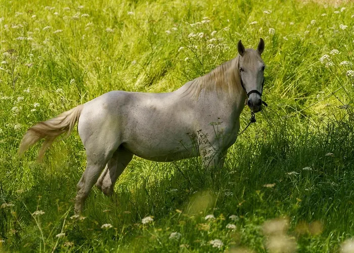 Quinta Do Farfalho * סלוריקו דה באשטו